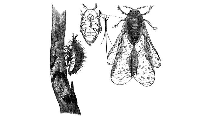 Eine schwarz-weiß Zeichnung zeigt die Reblaus in drei verschiedenen Erscheinungsformen: an einer Wurzel sitzend, von unten und in der Draufsicht.