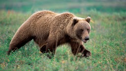Ein Grizzlybär im McKinley / Denali Nationalpark. Der 1917 gegründete Park ist bekannt für seine Grizzlybären, Karibus und Wölfe