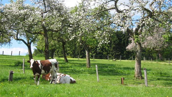 Kühe auf der Weide auf einem Obsthof. Im Hintergrund Obstbäume