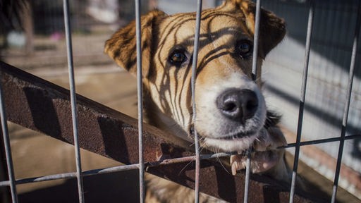 Hund blickt durch Gitterstäbe eines rumänischen Tierheims