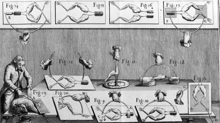 Illustration des Experiments von Luigi Galvani mit Froschschenkeln