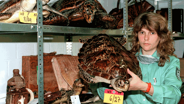 Zöllnerin am Flughafen Frankfurt/Main mit beschlagnahmten Schildkröten