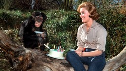 Cheryl Miller als Paula Tracy mit Schimpanse Judy in "Daktari"