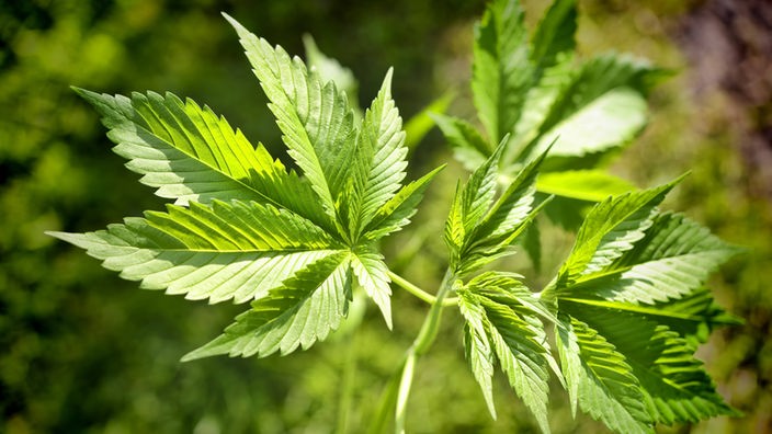Hanfpflanze (Cannabis sativa) 