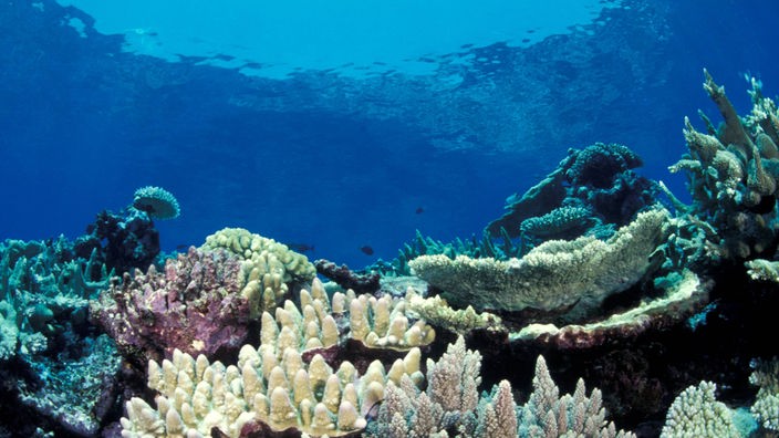 Stichtag 11. Juni 1770: Entdeckung des Great Barrier Reefs durch James Cook