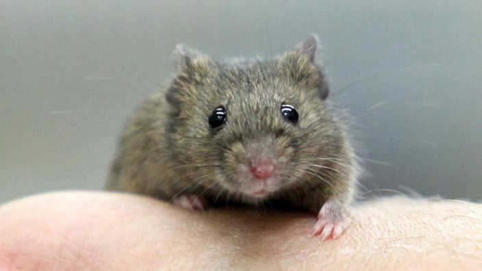 12. April 1888 - Erstes Patent auf gentechnisch verändertes Tier, eine Maus, wird eingereicht