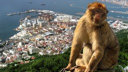 Kampf um Gibraltar