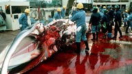 Japanische Walfänger zerlegen an Bord einen Wal (Aufnahme von 1993)