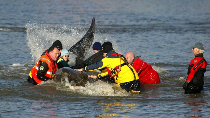 Rettungseinsatz für gestrandeten Londoner Themse-Wal