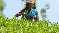 Tee aus Indien kommt erstmals in den Handel
