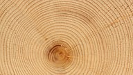 Jahrsringe in einem Stück Holz