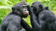 Schimpansen in natürlicher Umgebung