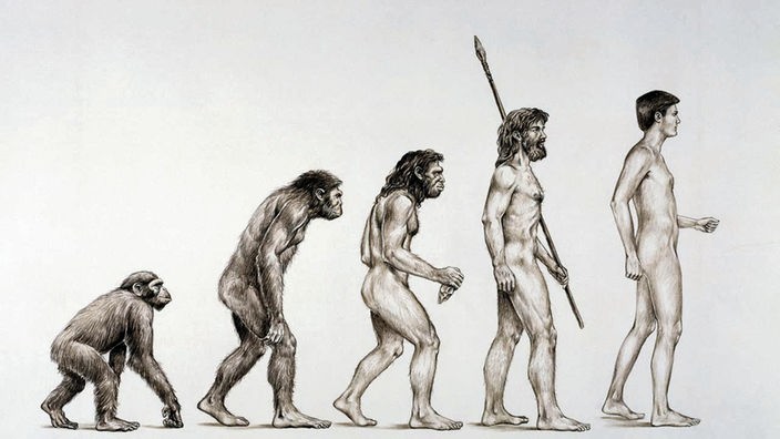 Evolution vom Menschenaffen über Homo erectus, Homo neanderthalensis zum Homo sapiens (Zeichnung von 1998) 