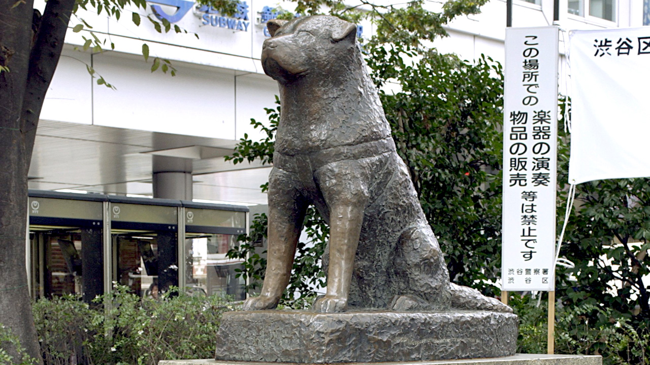Eine Bronzestatue an der Shibuya Bahnstation im Shibuya Distrikt in Tokio erinnert an den Akita-Hund Hachiko, der noch jahrelang nach dem Tod seines Besitzers Eisaburo Ueno regelmäßig an der Station auf die Rückkehr seines Herrchens wartete