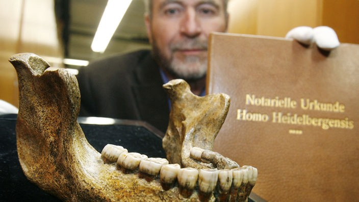 Unterkieferknoch des Homo heidekbergensis in der Universität Heidelberg