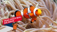 Ein Clownfisch schwimmt durch eine Anemone