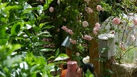 Jenny Slupkowskis Garten mit rosa Rosen.