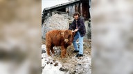 Reinhold Messner mit Rind