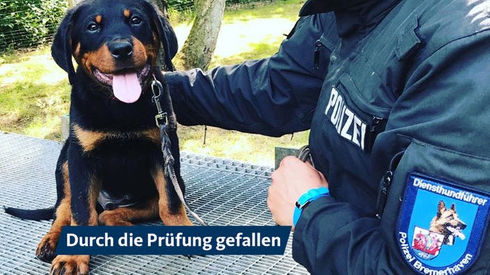 Zu brav für den Polizeidienst, aber ein Renner im Instagram-Kanal von WDR 2: Hundewelpe Balou