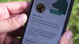 Ein Handy mit einer App, die mithilfe von KI Hunderassen identifiziert
