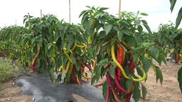 Mehrere Chili-Pflanzen