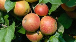  Äpfel - Boskoop