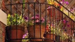 Das Bild zeigt Topfpflanzen auf einen Balkon. 