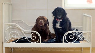 Das Bild zeigt zwei Hunde in einer Hundepension.