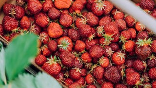 Das Bild zeigt eine Kiste gefüllt mit Erdbeeren. 