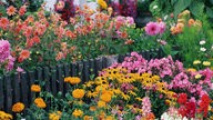 Das Bild zeigt einen bunten Dahlien-Garten.
