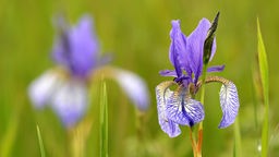 Das Bild zeigt eine bunt leuchtende Iris.