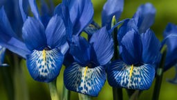 Das Bild zeigt eine bunt leuchtende Iris.