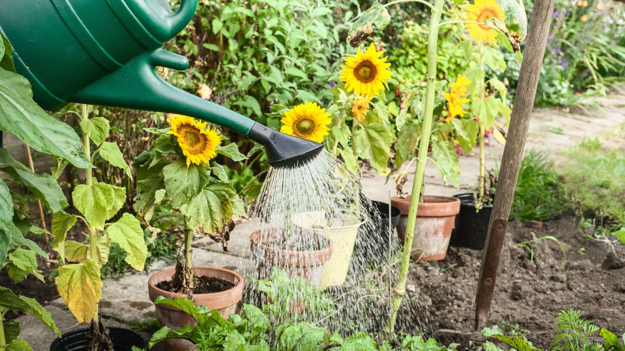 Sonnenblume Sorten Freizeit Verbraucher Wdr