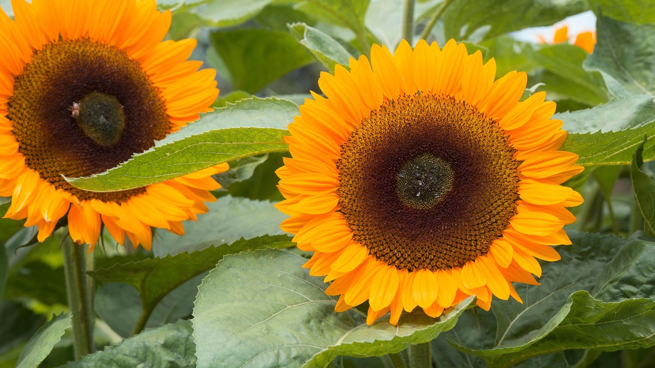 Sonnenblume Sorten Freizeit Verbraucher Wdr