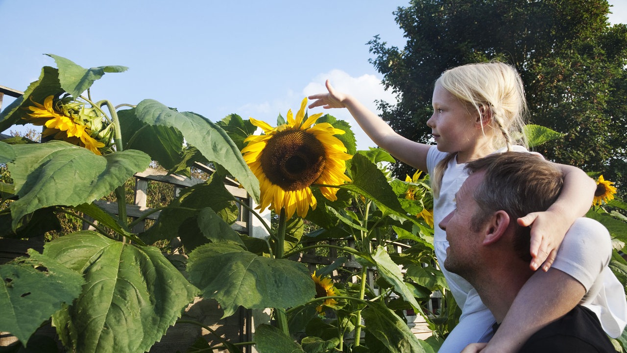 Sonnenblume Sorten Freizeit Verbraucher Wdr