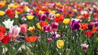 Das Bild zeigt eine Blumenwiese mit unterschiedlichen Tulpen.