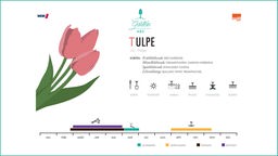 Das Bild zeigt einen Tulpenkalender.