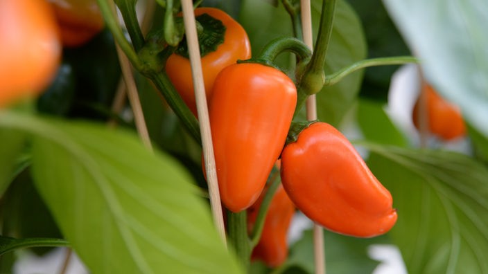 Das Bild zeigt kleine Paprika an einer Pflanze.