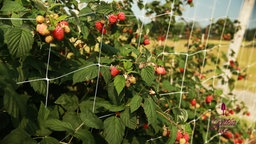 Sommerhimbeeren