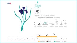 Das Bild zeigt das Bild zeigt einen Iriskalender.