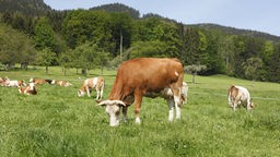 Das Bild zeigt Kühe auf einer Weide. 