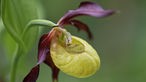 Das Bild zeigt eine Orchideen-Sorte namens Frauenschuh.