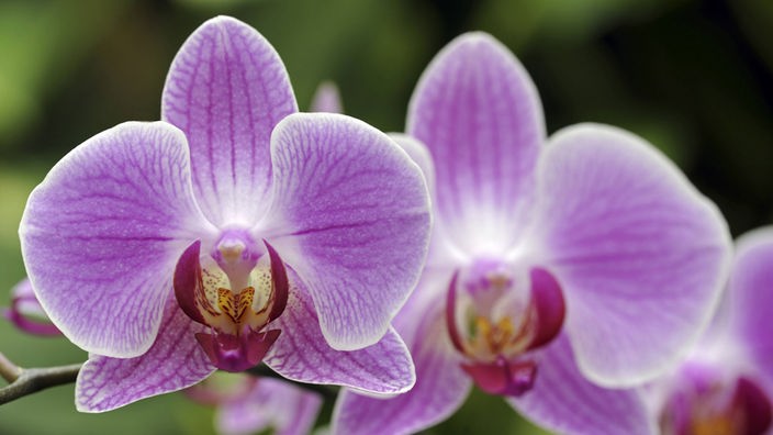 Das Bild zeigt eine rosa blühende Orchideen-Sorte namens Phalaenopsis.