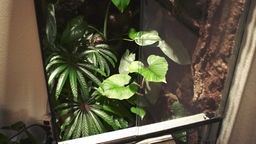 Exotische Zimmerpflanzen hinter einer Glasscheibe