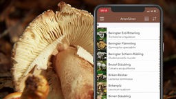 Eine Pilz und daneben ein Smartphone mit einem digitalen Artenführer
