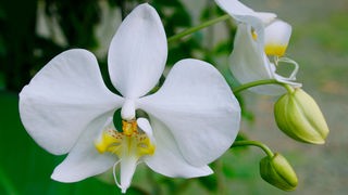 Das Bild zeigt eine weiß blühende Orchidee.
