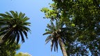Das Bild zeigt schattenspendende Bäume in Palma.