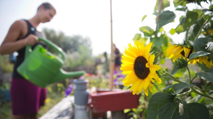 Gartnern Ohne Eigenen Garten Servicezeit Sendungen A Z Video