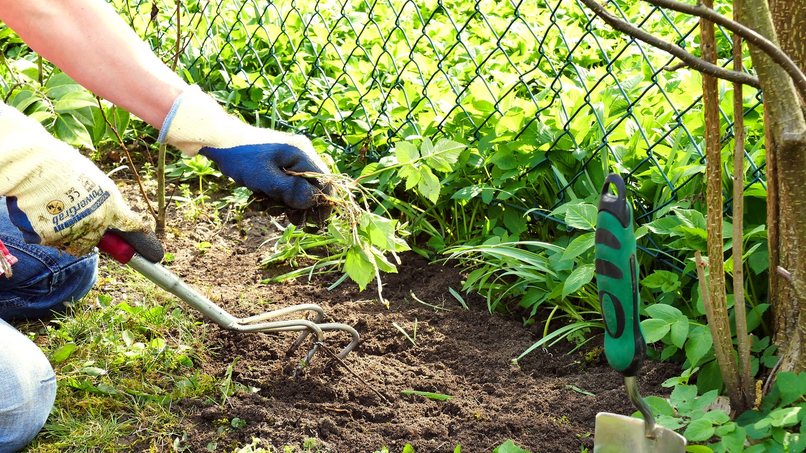 Garten: Unkraut beseitigen ohne Chemiekeule - Freizeit ...