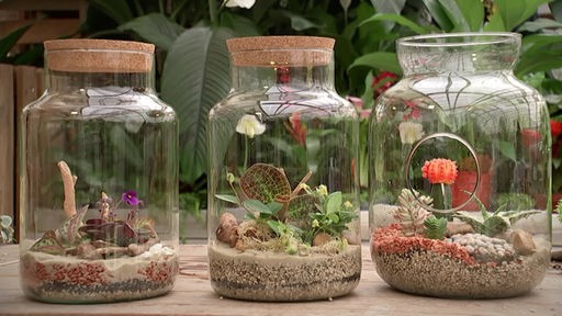 Drei große Glasgefäße mit kleinen Pflanzen im Inneren